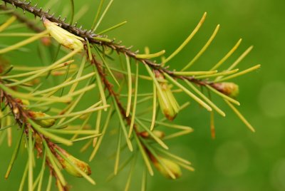Picea breweriana - smrk brewerův - pupen